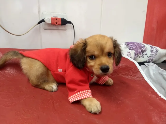 Cachorro raça SRD idade 2 a 6 meses nome Thor e Betinho