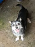 Lady