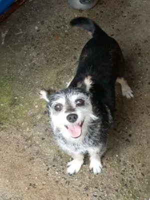 Cachorro raça Vira lata idade 6 ou mais anos nome Lady