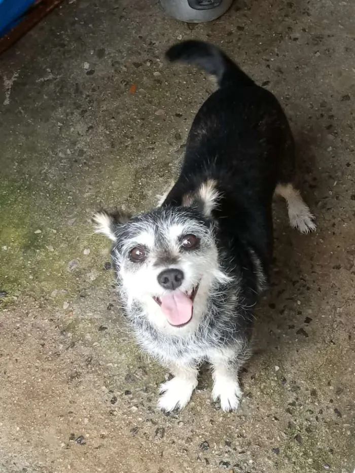 Cachorro ra a Vira lata idade 6 ou mais anos nome Lady