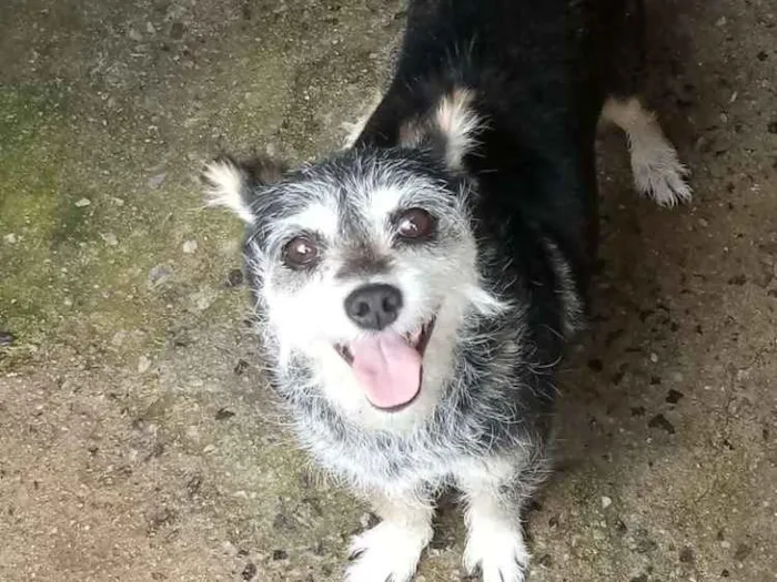 Cachorro ra a Vira lata idade 6 ou mais anos nome Lady