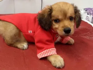 Cachorro raça SRD idade 2 a 6 meses nome Thor e Betinho