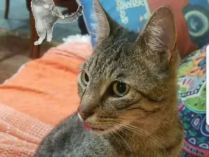 Gato raça Srd idade 5 anos nome Leôncio 