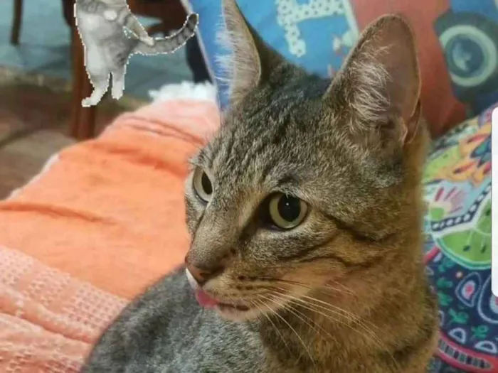 Gato ra a Srd idade 5 anos nome Leôncio 