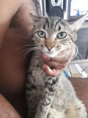 Gato raça  idade 7 a 11 meses nome Tom e belinho
