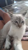Tom e belinho