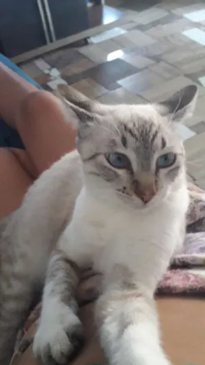 Gato raça Vilata idade 7 a 11 meses nome Tom e belinho