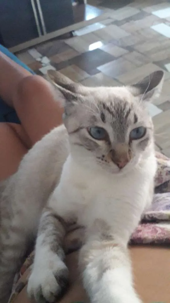 Gato ra a Vilata idade 7 a 11 meses nome Tom e belinho