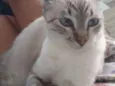 Tom e belinho