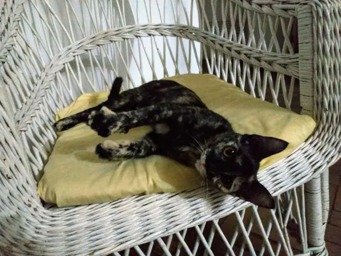 Gato ra a Nehuma idade 2 a 6 meses nome Ana Felina
