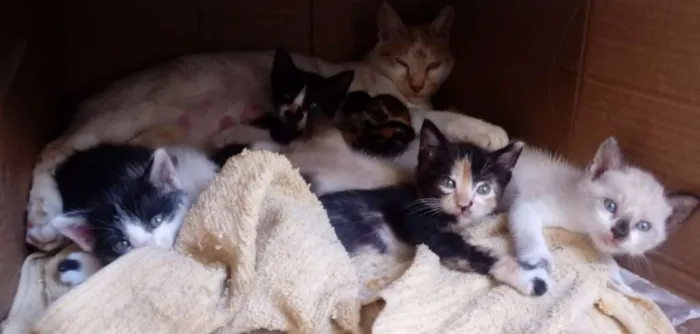 Gato raça  idade Abaixo de 2 meses nome Não colocamos nome