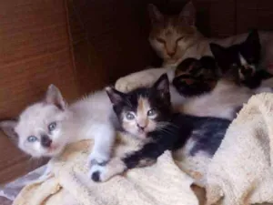 Gato raça  idade Abaixo de 2 meses nome Não colocamos nome