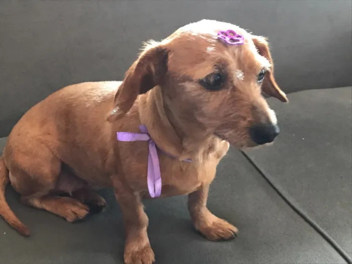 Cachorro ra a sem raça definida  idade 3 anos nome PAÇOCA 