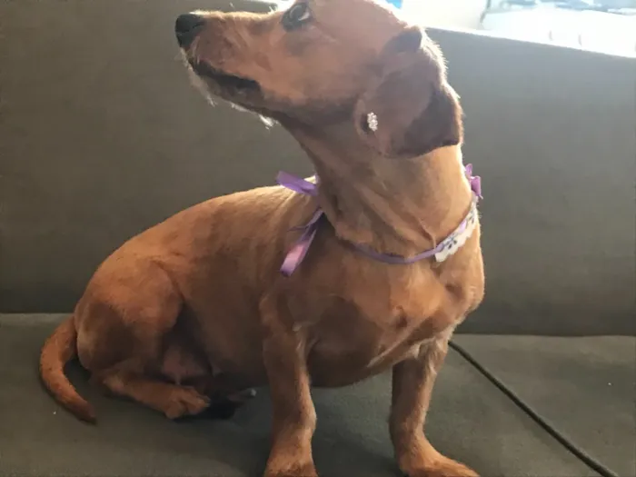 Cachorro ra a sem raça definida  idade 3 anos nome PAÇOCA 