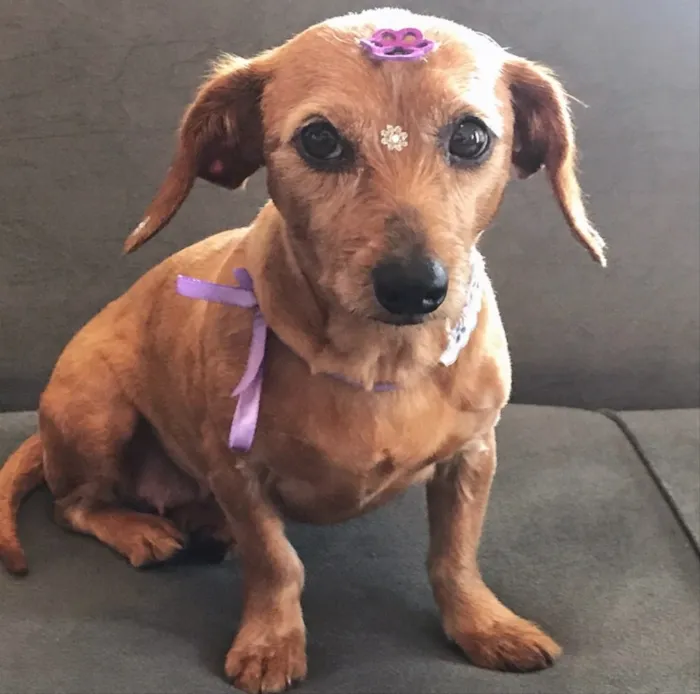 Cachorro ra a sem raça definida  idade 3 anos nome PAÇOCA 