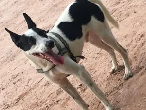 Cachorro raça SRD idade 7 a 11 meses nome Marlon 