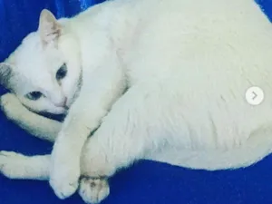 Gato raça Desconhecida idade 4 anos nome Puket