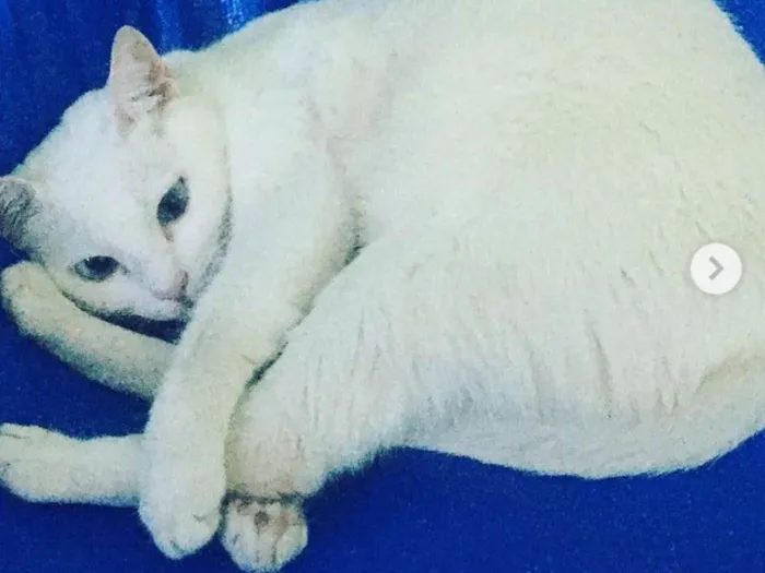 Gato ra a Desconhecida idade 4 anos nome Puket