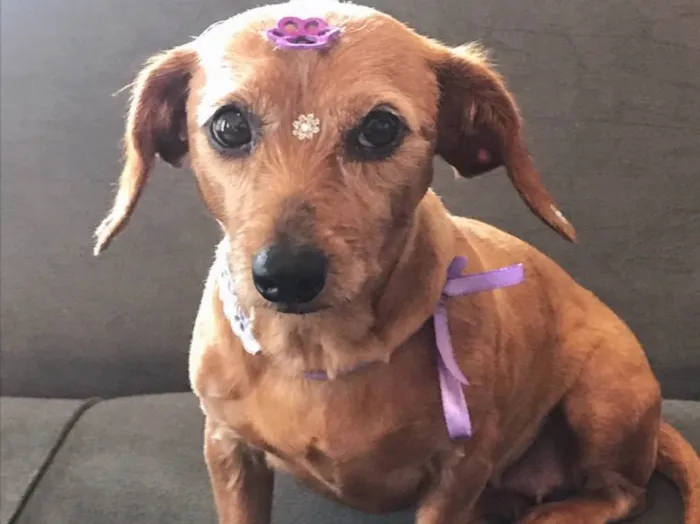 Cachorro ra a sem raça definida  idade 3 anos nome PAÇOCA 