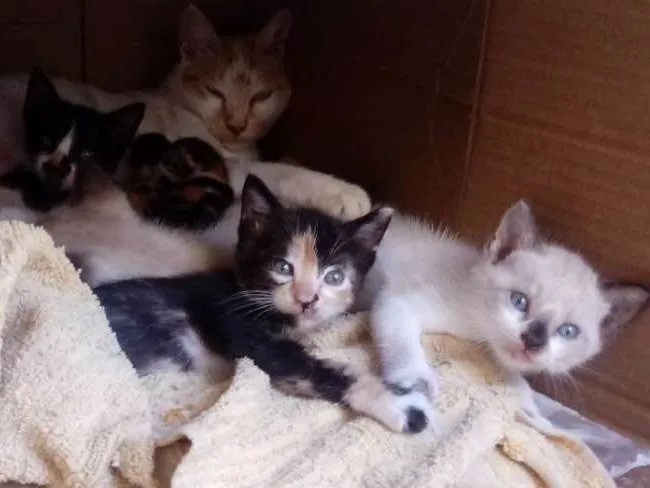 Gato raça  idade Abaixo de 2 meses nome Não colocamos nome