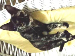 Gato raça Nehuma idade 2 a 6 meses nome Ana Felina