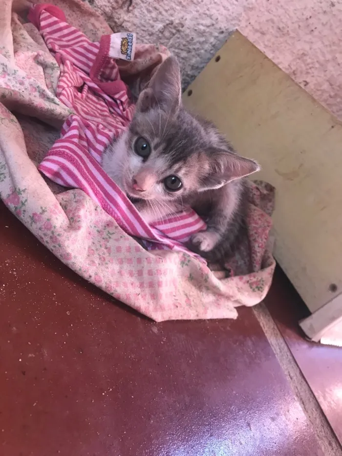 Gato ra a  idade 2 a 6 meses nome Sem nome 