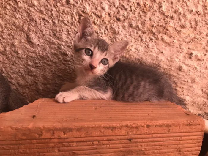 Gato ra a  idade 2 a 6 meses nome Sem nome 