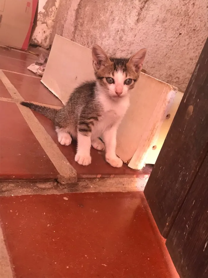 Gato ra a  idade 2 a 6 meses nome Sem nome 