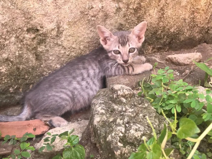 Gato ra a  idade 2 a 6 meses nome Sem nome 