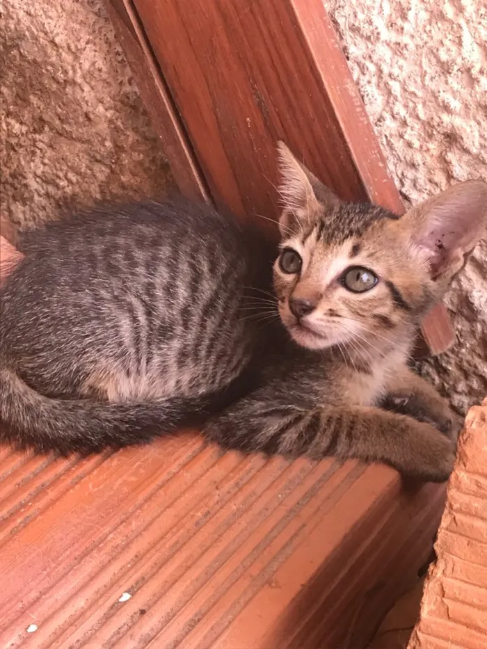 Gato ra a  idade 2 a 6 meses nome Sem nome 