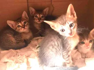 Gato raça  idade 2 a 6 meses nome Sem nome 