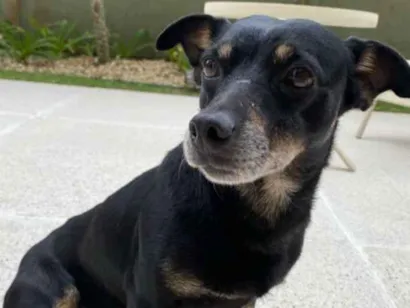 Cachorro raça VIRA LATA  idade 3 anos nome SEM NOME CONHECIDO