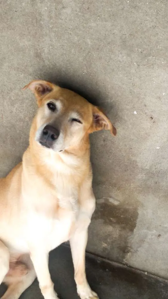 Cachorro ra a Mistura de Labrador c viralata idade 7 a 11 meses nome Billy
