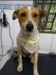 Pipoca