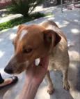 Pipoca