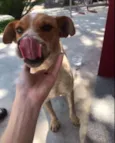 Pipoca
