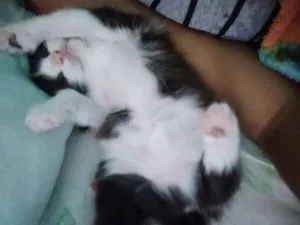 Gato raça Nao identificada idade 2 a 6 meses nome Ainda nao tem nome