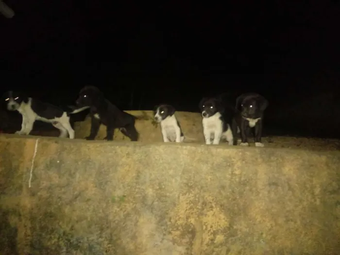 Cachorro ra a goudem com vira lata idade Abaixo de 2 meses nome N tem