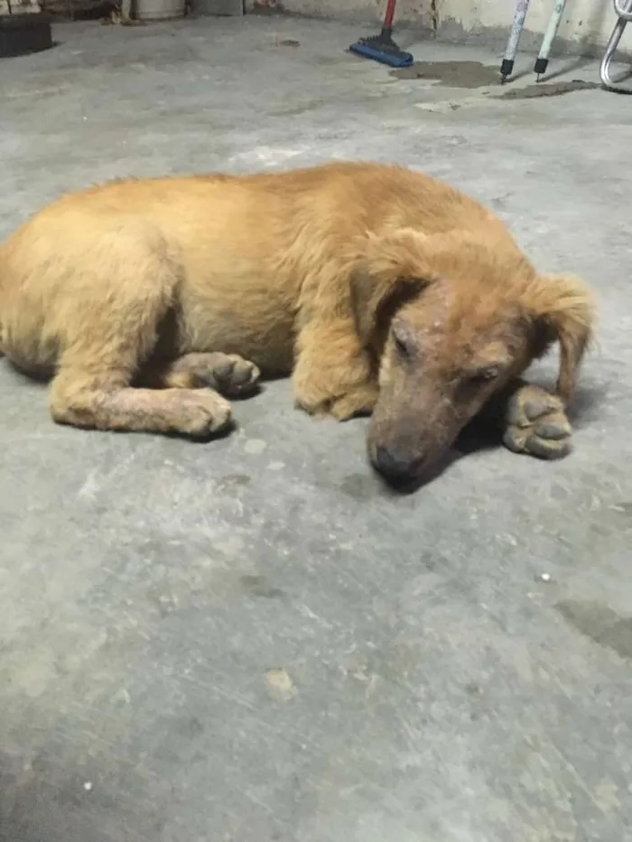 Cachorro ra a Vira lata idade 7 a 11 meses nome Pitoco 