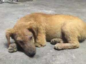 Cachorro raça Vira lata idade 7 a 11 meses nome Pitoco 