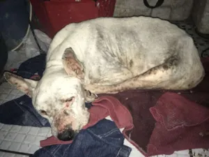 Cachorro raça Pitbul  idade 6 ou mais anos nome Milonga
