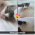 Pitucha