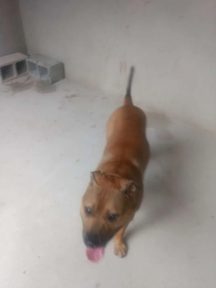 Cachorro raça Pitbull idade 1 ano nome Thor