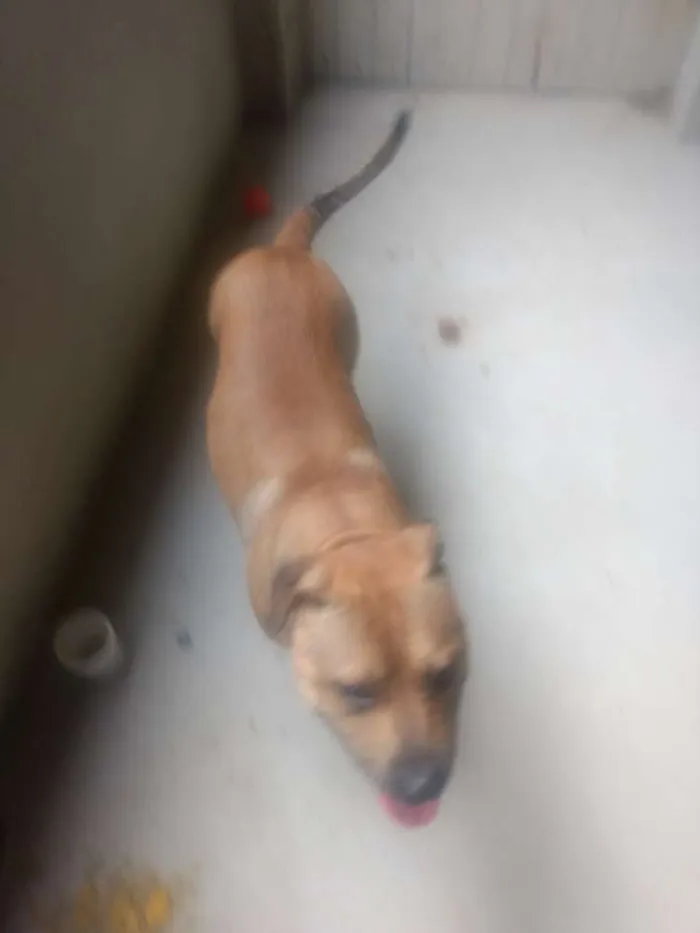 Cachorro raça Pitbull idade 1 ano nome Thor