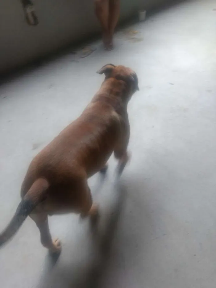 Cachorro raça Pitbull idade 1 ano nome Thor