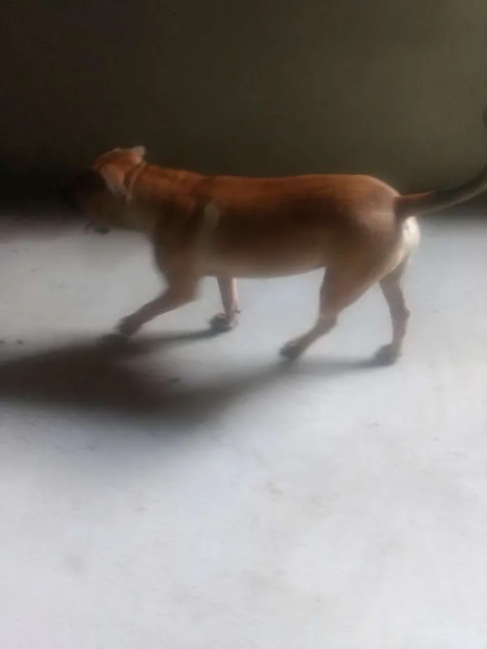 Cachorro raça Pitbull idade 1 ano nome Thor