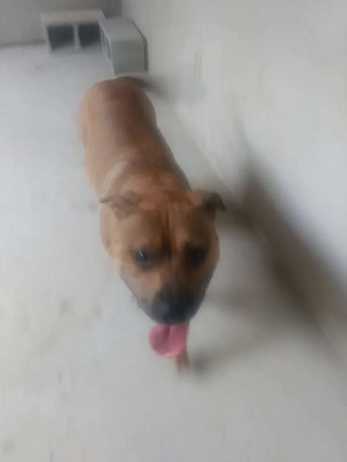 Cachorro raça Pitbull idade 1 ano nome Thor