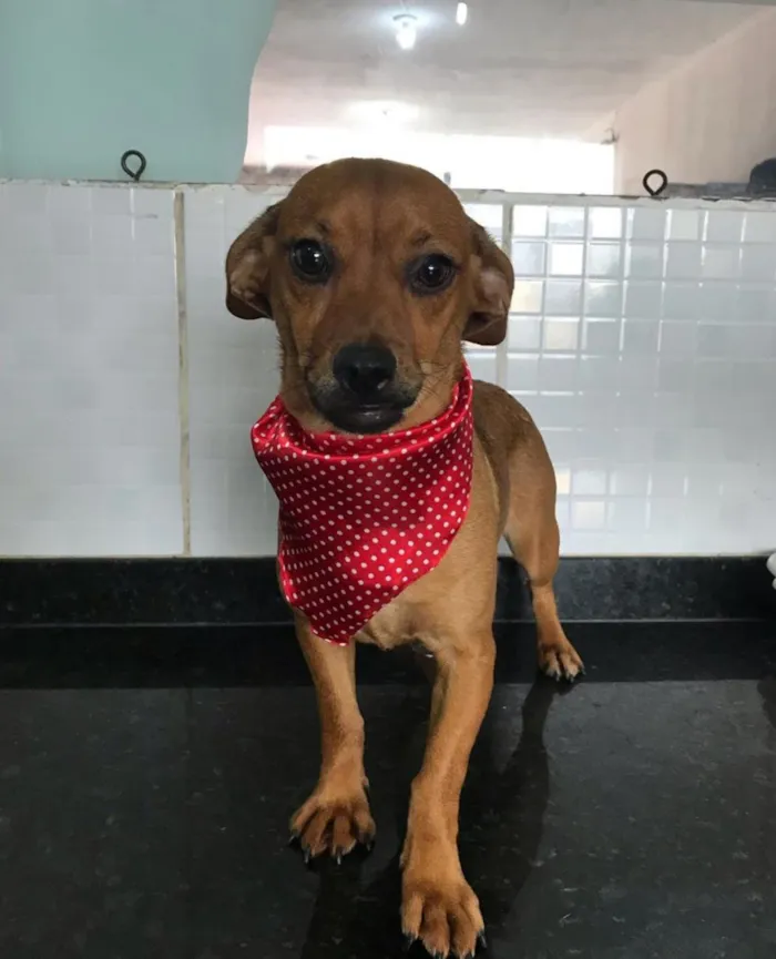 Cachorro raça SRD idade 2 a 6 meses nome Sem nome