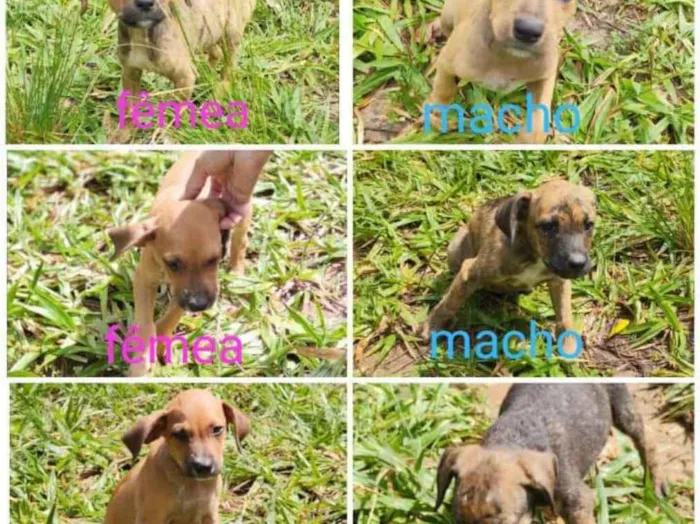 Cachorro ra a SRD idade 2 a 6 meses nome Paçoca ,pingo,mel