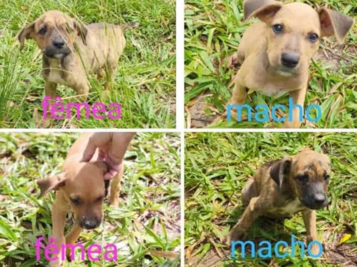 Cachorro ra a SRD idade 2 a 6 meses nome Paçoca ,pingo,mel